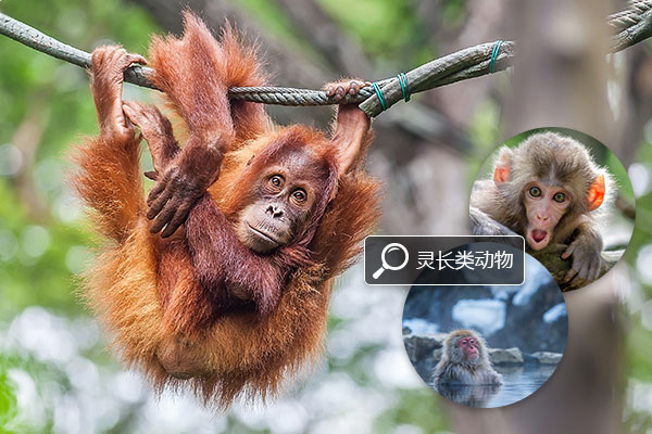 ACDSee中文版合集